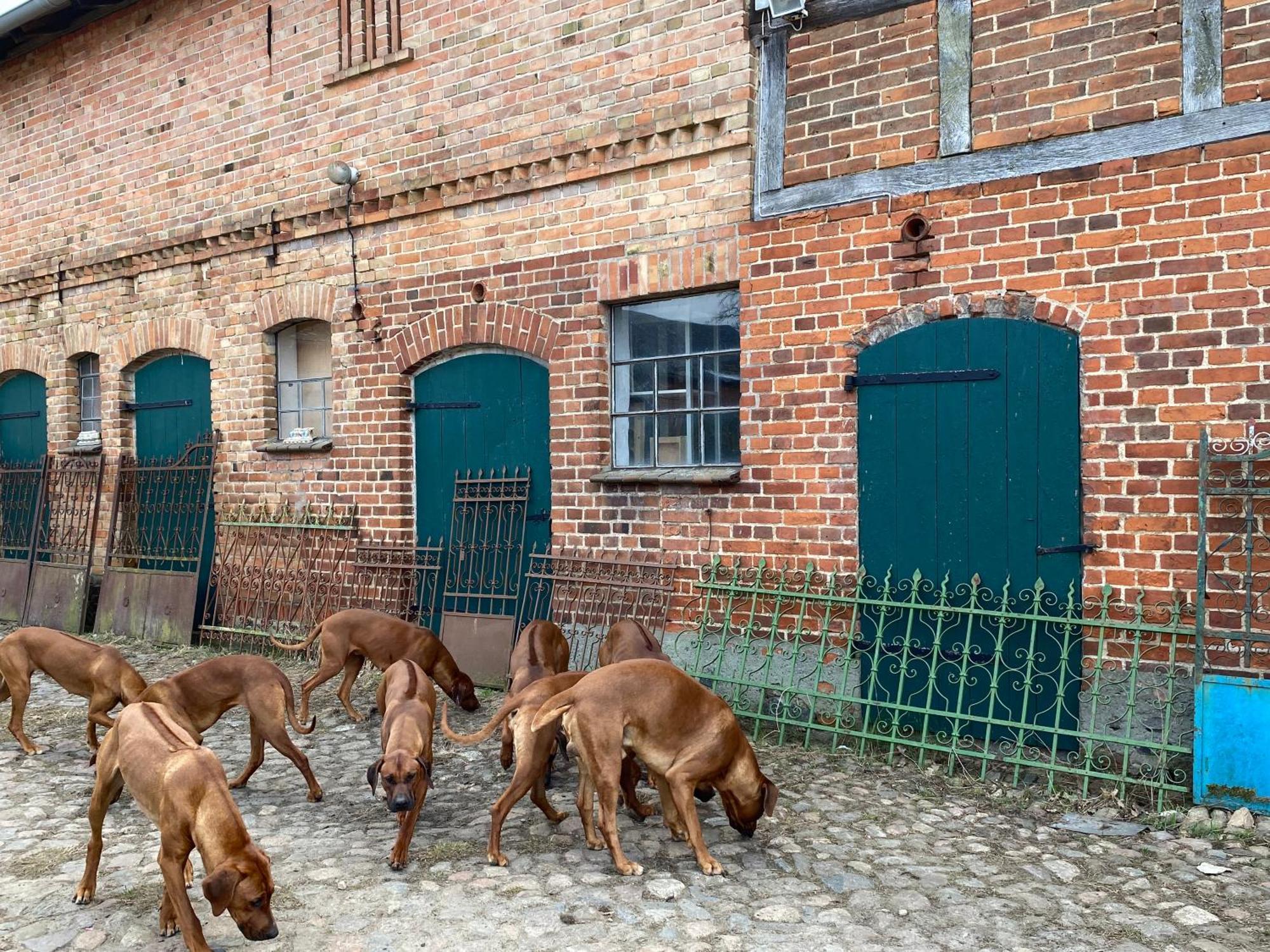 Bauernhof-Streichel-Zoo-Kombi-Familien-Suite-Im-Wald-Am-See Gulow Exteriör bild